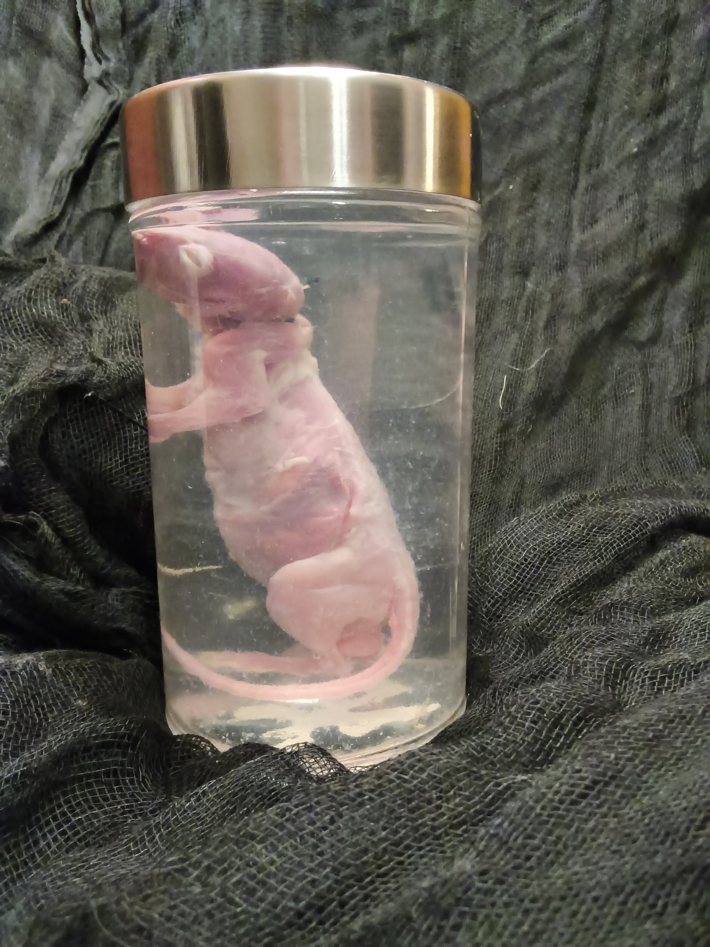 Skinned Sm Rat