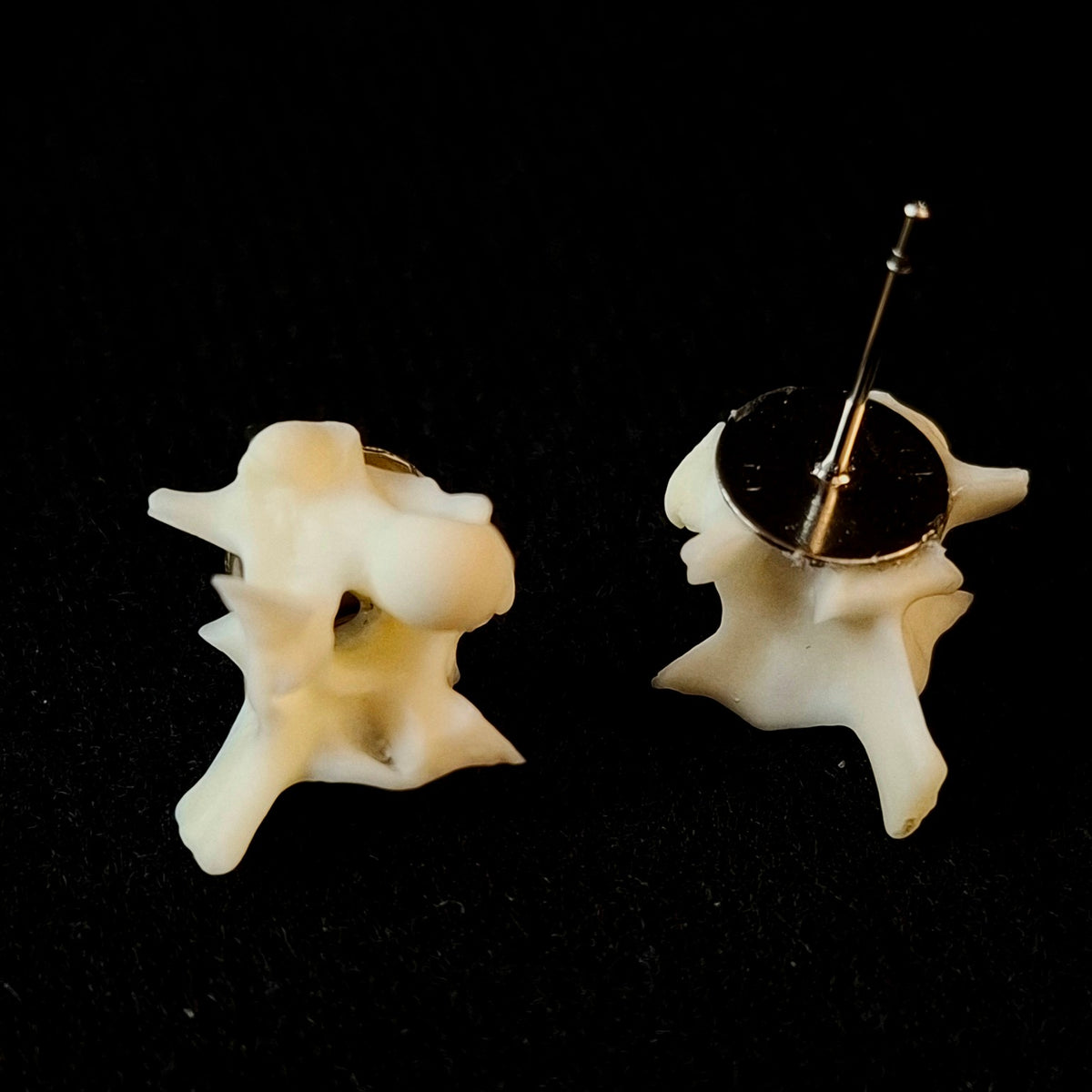 Boa Constrictor Vertebrae Stud Earrings