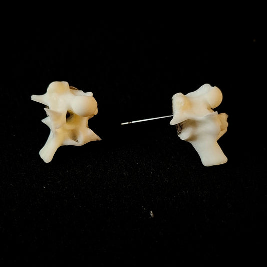 Boa Constrictor Vertebrae Stud Earrings