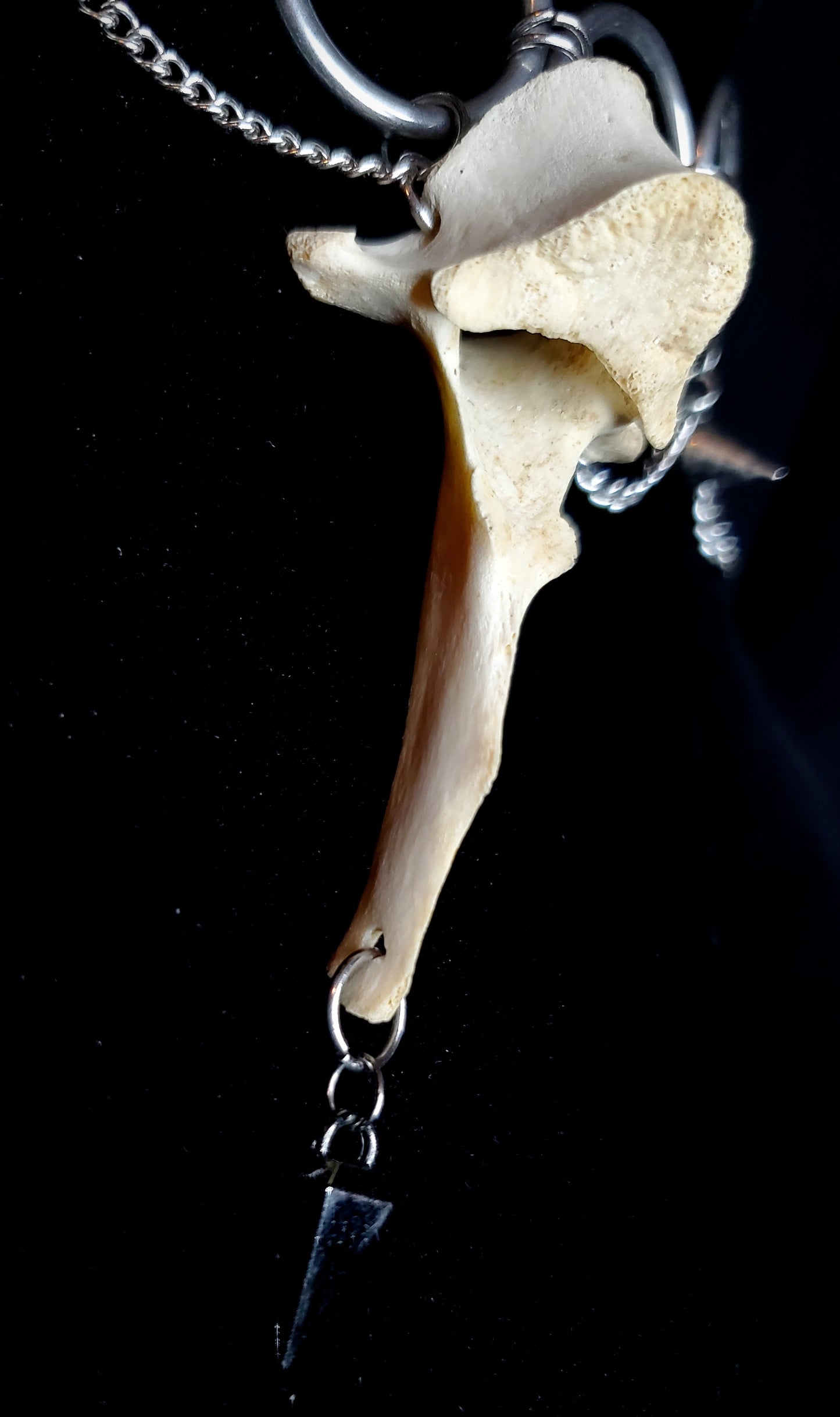 Untamed Edge: Deer Vertebrae Choker