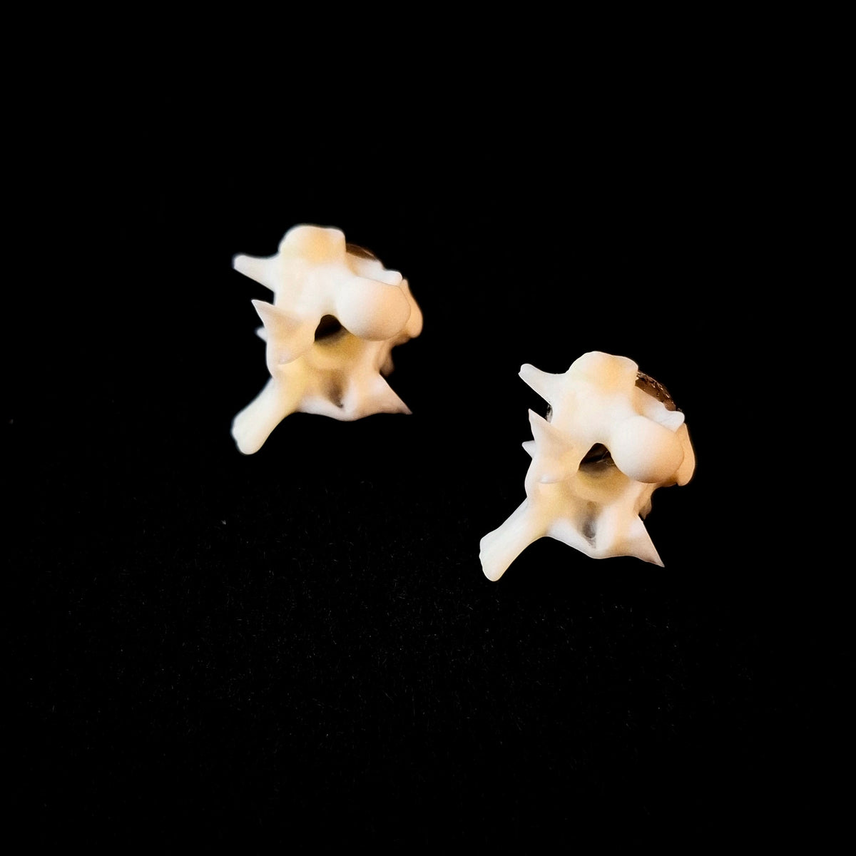 Boa Constrictor Vertebrae Stud Earrings