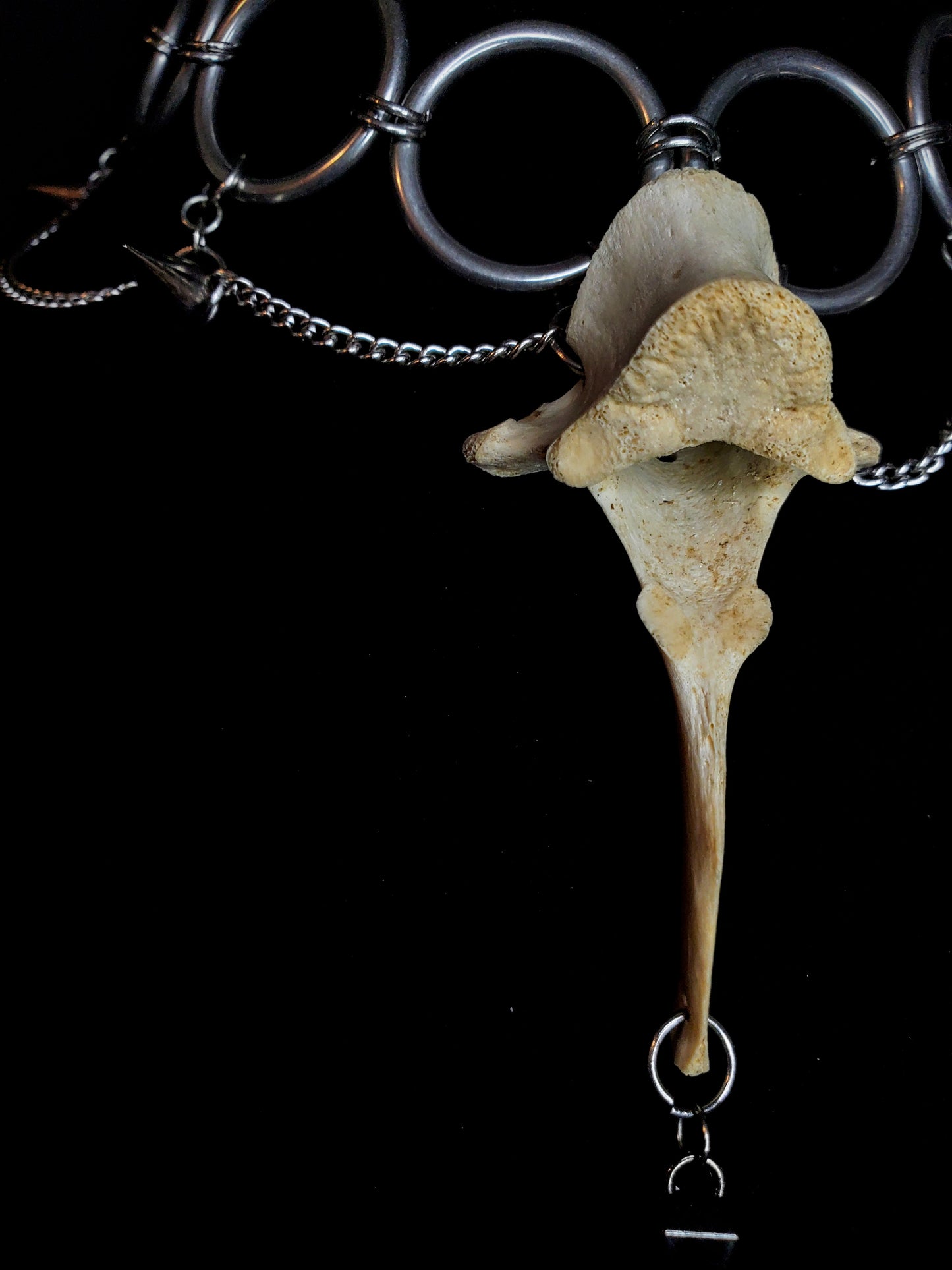 Untamed Edge: Deer Vertebrae Choker